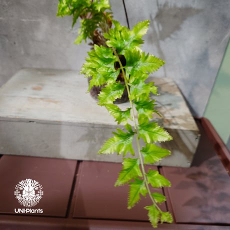 【タイ直輸入・現地選抜】Drynaria rigidula var ' Whitei '｜ドリナリア リギデュラ 'ホワイティ'｜ドリナリア｜Drynaria｜着生シダ植物