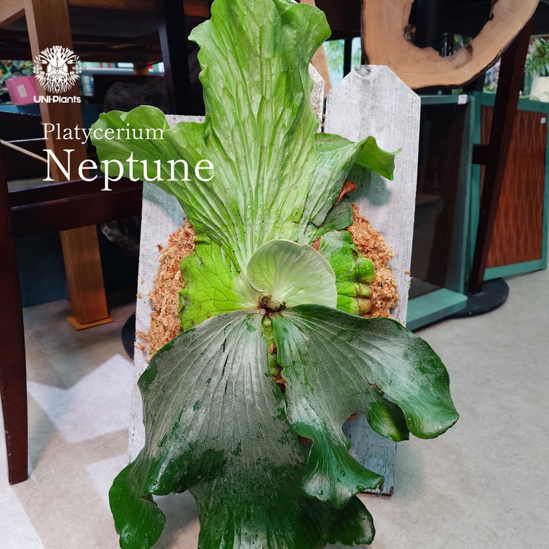 国内繁殖株・一点物】Platycerium Neptune｜ビカクシダ ネプチューン