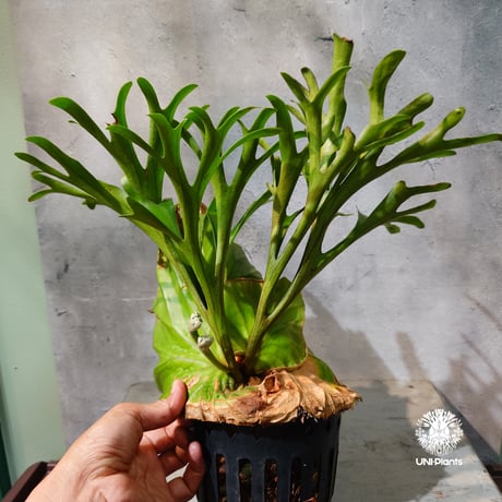 【タイ直輸入・現地選抜】Platycerium Kitshakood 'king'｜ビカクシダ キッチャクード 'キング '｜ビカクシダハイブリッド｜Platycerium｜ビカクシダ