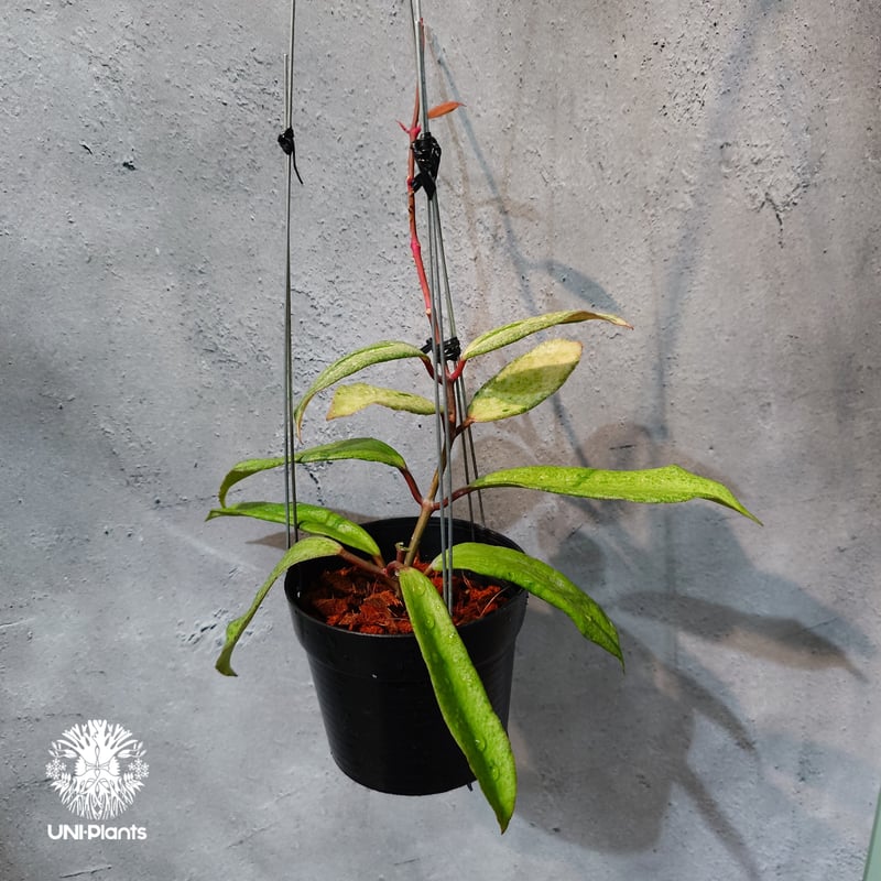 タイ直輸入・希少】Hoya 'Crocodile' ｜ホヤ クロコダイル｜希少種