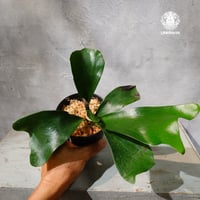 【タイ直輸入・現地選抜】Platycerium ellisii ｜ビカクシダ エリシー｜ビカクシダ原種｜Platycerium｜
