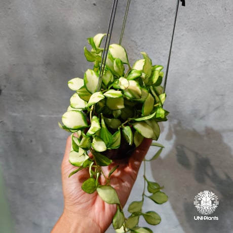 【タイ直輸入・ホヤ植物 希少】Hoya Heuschkeliana variegata｜ホヤ ヘウスケリアナ バリエガータ｜希少種｜斑入りホヤ植物｜レアなホヤ植物