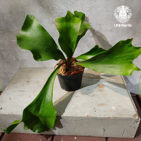 【タイ直輸入・現地選抜】Platycerium hillii Pumila Kew Garden ｜ビカクシダ ヒリー プミラ キューガーデン｜ビカクシダ原種｜Platycerium｜
