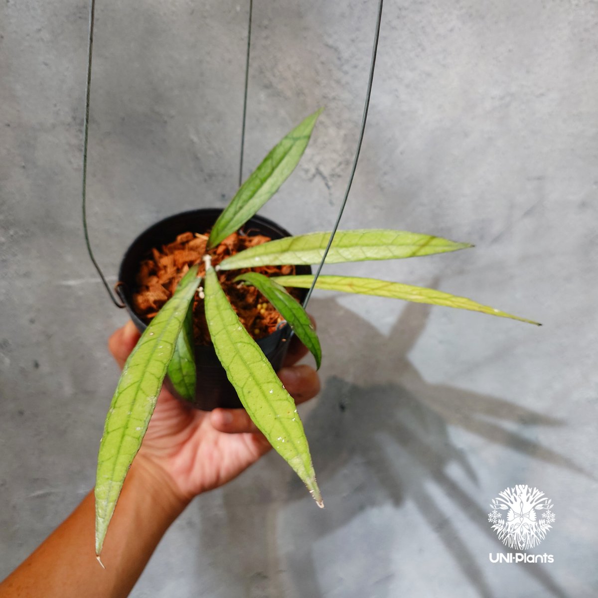 タイ直輸入・ホヤ植物 希少】Hoya Callistophylla 'Jungle Spea