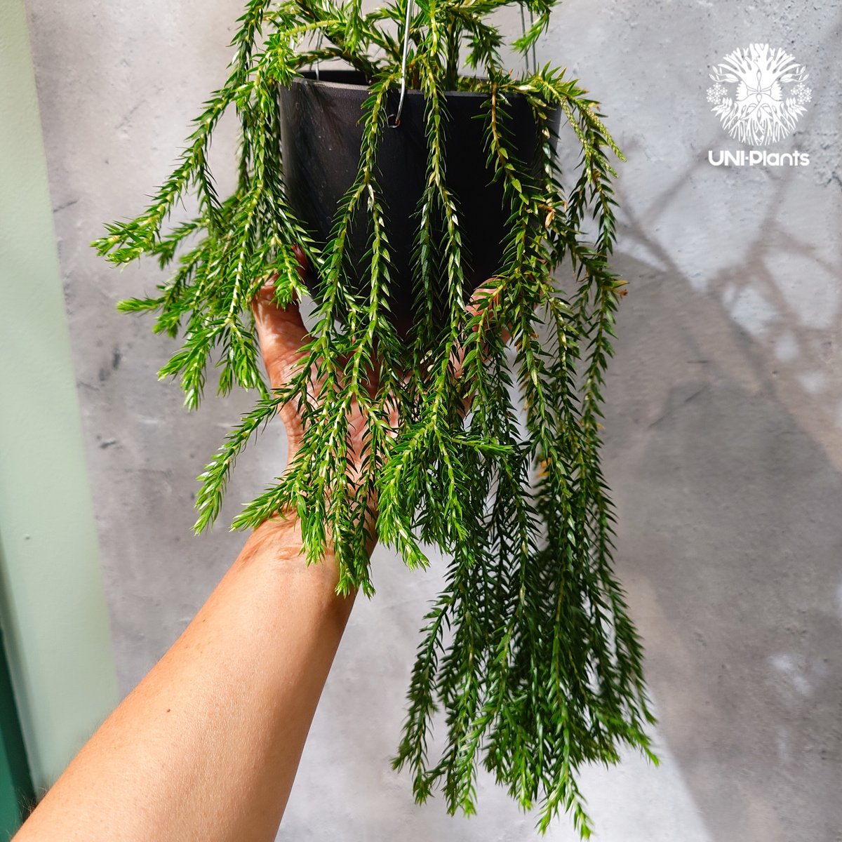 タイ直輸入・現地選抜】Huperzia carinata dwarf｜フペルジア