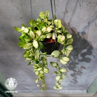 【タイ直輸入・ホヤ植物 希少】Hoya Heuschkeliana variegata｜ホヤ ヘウスケリアナ バリエガータ｜希少種｜斑入りホヤ植物｜レアなホヤ植物
