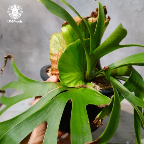 【タイ直輸入・現地選抜】Platycerium Ravana｜ビカクシダ  'ラヴェナ '｜ビカクシダハイブリッド｜Platycerium｜ビカクシダ