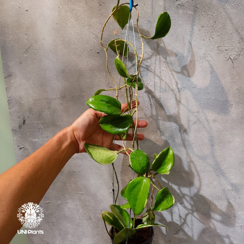 タイ直輸入・ホヤ植物 希少】Hoya Little plu｜ホヤ 'リトル・プル