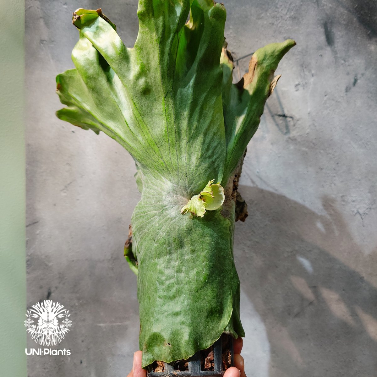 ビカクシダ ワンダエ　Platycerium wandae タイ直輸入・現地選抜】Platycerium wandae ｜ビカクシダ ワンダエ