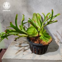 【タイ直輸入・現地選抜】Platycerium Kitshakood 'king'｜ビカクシダ キッチャクード 'キング '｜ビカクシダハイブリッド｜Platycerium｜ビカクシダ