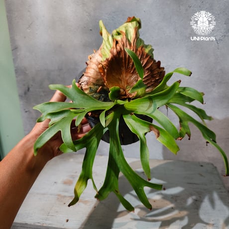 【タイ直輸入・現地選抜】Platycerium Ravana｜ビカクシダ  'ラヴェナ '｜ビカクシダハイブリッド｜Platycerium｜ビカクシダ