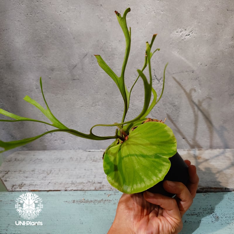 タイ直輸入・現地選抜】Platycerium ridleyi 'Pakarang'｜ビカクシ