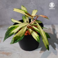 【タイ直輸入・ホヤ植物 希少】Hoya Rigidifolia variegated｜ホヤ リギディフォリア バリエガータ｜希少種｜ホヤ植物｜斑入り植物｜レアなホヤ植物