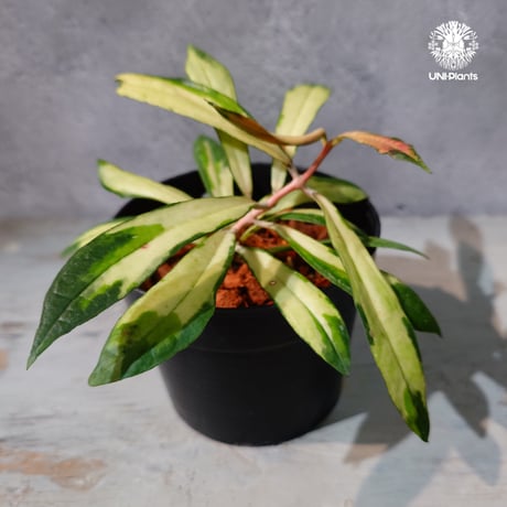 CATEGORY ホヤ植物 (Hoya) | UNI-Plants ビカクシダ、ホヤ植物、着生