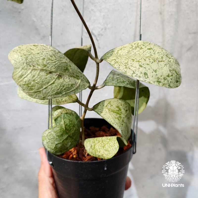 おでんさん専用　ホヤ　Hoya タイ直輸入・ホヤ植物 希少】Hoya Deykeae 'Morning Dew'｜ホヤ デイ