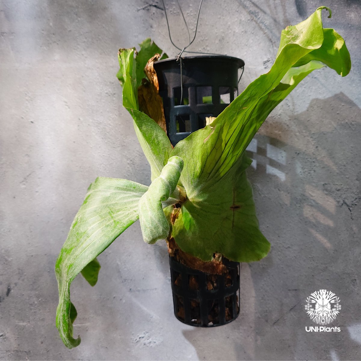 タイ直輸入・現地選抜】Platycerium wallichii ｜ビカクシダ ワリチー