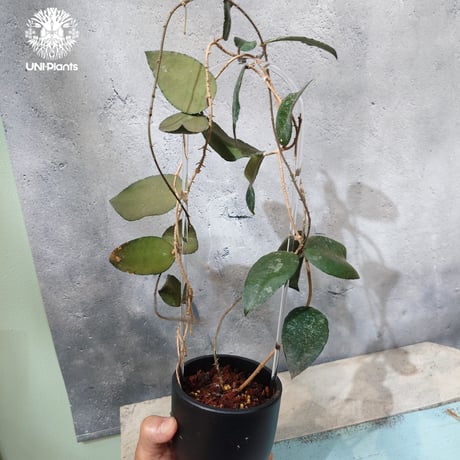 【タイ直輸入・ホヤ植物】Hoya Caudata｜ホヤ カウダータ｜Hoya plants｜ホヤ植物｜ホヤの花｜つる性植物
