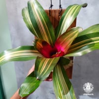 【タイ直輸入・一点物】Neoregelia Jampa  | ネオレゲリアジャンパ | Neoregelia｜着生アレンジ｜タンクブロメリア | Tank bromeliad