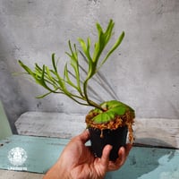 【タイ直輸入・現地選抜】Platycerium ridleyi 'Pakarang'｜ビカクシダ リドレイ パカラン｜Platycerium｜ビカクシダ