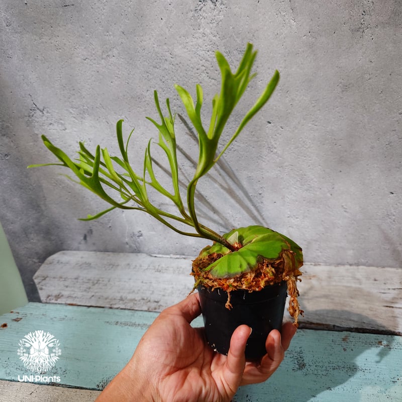 飼い　大サイズ　ビカクシダRidleyi Pakarang Spore タイ直輸入・現地選抜】Platycerium ridleyi 'Pakarang'｜ビカクシ