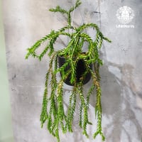 【タイ直輸入・現地選抜】Huperzia Songkla｜フペルジア ソンクラ｜フペルジア｜Huperzia｜着生シダ植物