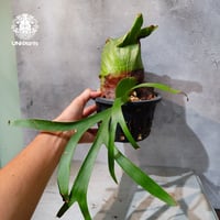 【タイ直輸入・現地選抜】Platycerium coronarium ｜ビカクシダ コロナリウム｜ビカクシダ原種｜Platycerium｜