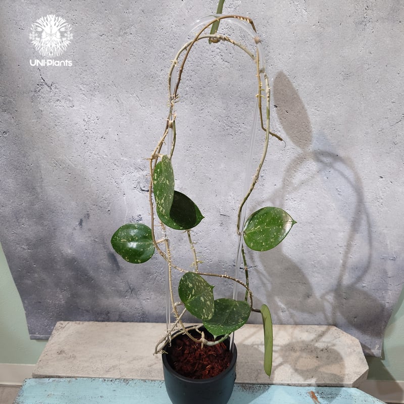 タイ直輸入・斑入りホヤ植物】Hoya Parasitica Heart Leaves Spl