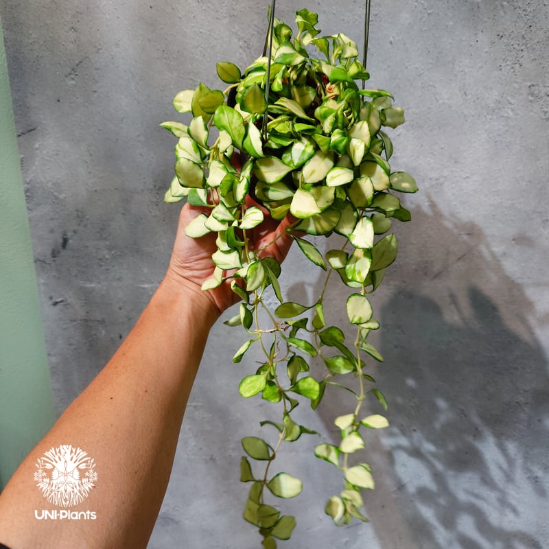 GWセール　珍種　レア　原種ホヤ　Hoya Lyi Noid① タイ直輸入・ホヤ植物 希少】Hoya Heuschkeliana variegata｜ホヤ