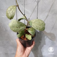 【タイ直輸入・ホヤ植物 希少】Hoya Deykeae 'Morning Dew'｜ホヤ デイケアエ モーニングデュー ｜希少種｜ホヤ植物｜つる性植物｜レアなホヤ植物