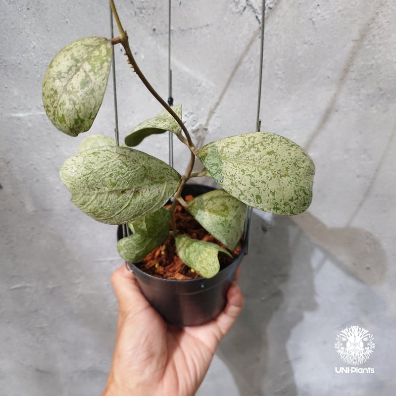 タイ直輸入・ホヤ植物 希少】Hoya Deykeae 'Morning Dew'｜ホヤ デイ