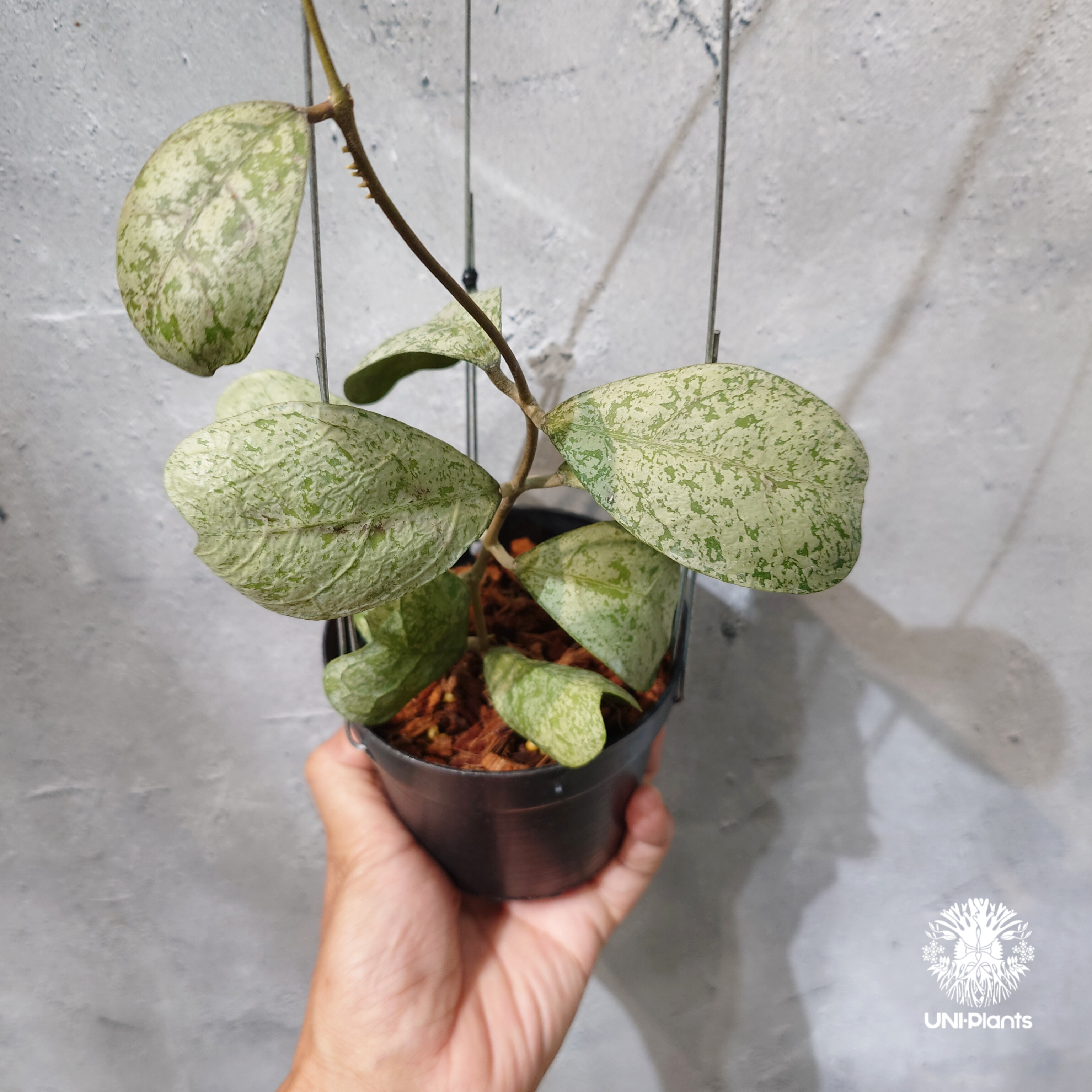 Hoya 2種専用 タイ直輸入・ホヤ植物 希少】Hoya Deykeae 'Morning Dew'｜ホヤ デイ