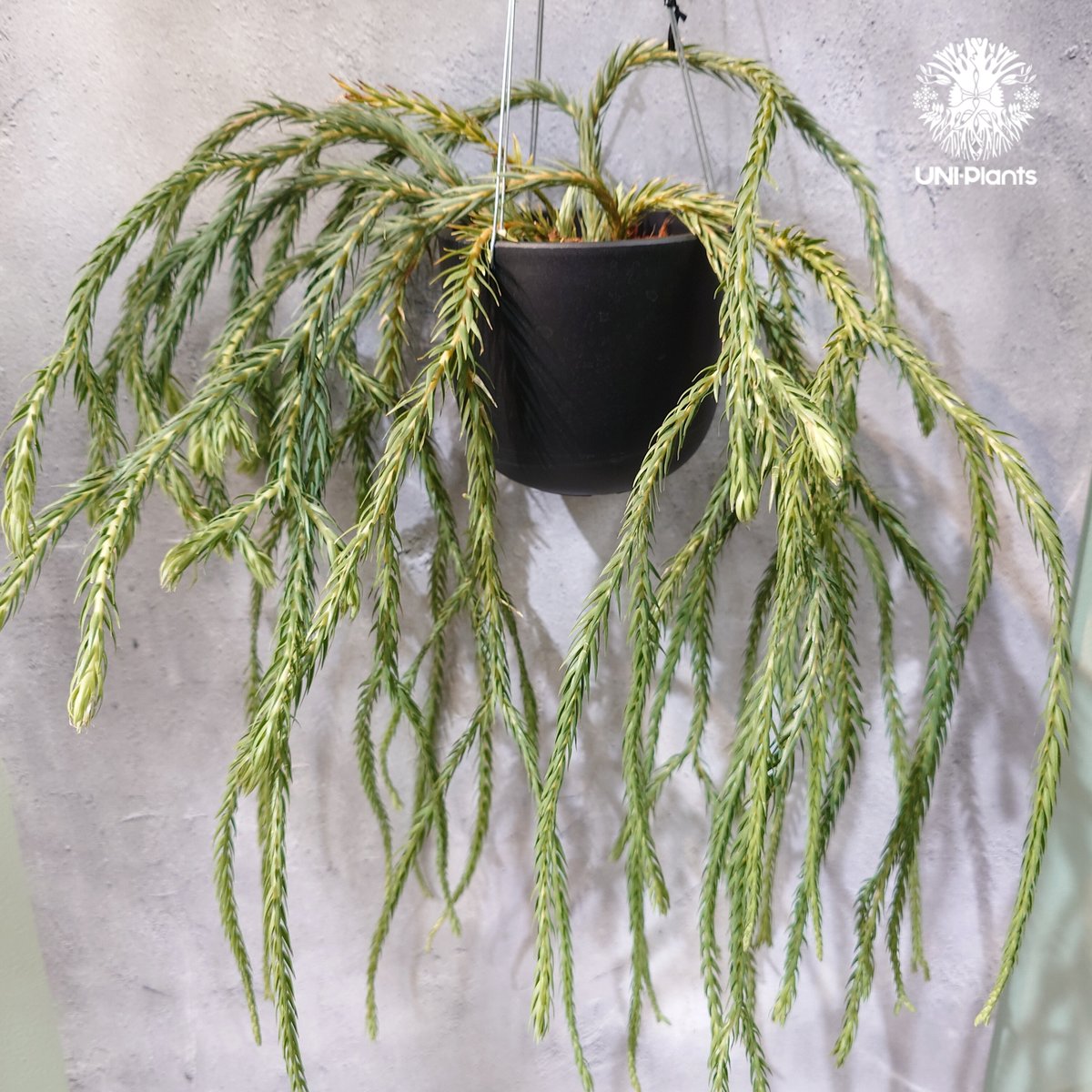 タイ直輸入・現地選抜】Huperzia carinata 'Blue'｜フペルジア カリナー