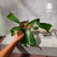 【タイ直輸入・現地選抜】Platycerium ellisii ｜ビカクシダ エリシー｜ビカクシダ原種｜Platycerium｜