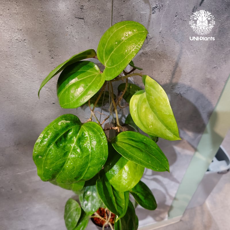 タイ直輸入・ホヤ植物 希少】Hoya Sarawak pink｜ホヤ サラワック