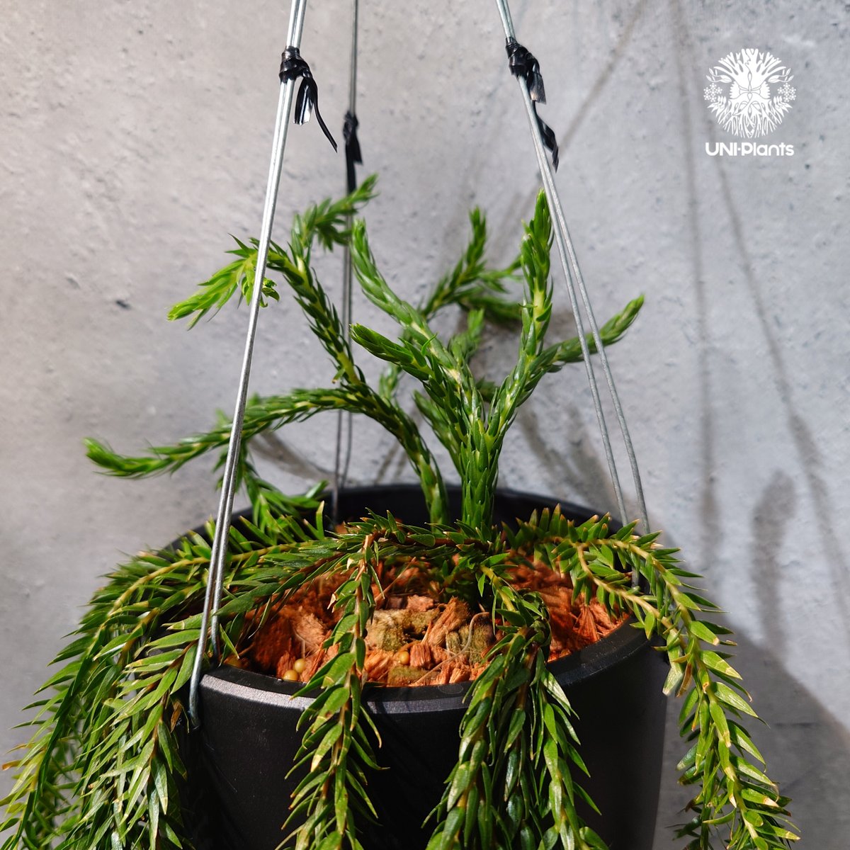 タイ直輸入・現地選抜】Huperzia carinata dwarf｜フペルジア