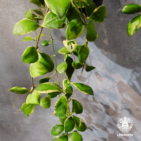 【タイ直輸入・ホヤ植物 希少】Hoya heuschkeliana 'Albomarginata '｜ホヤ ヘウスケリアナ アルボマルギナータ｜希少種｜斑入りホヤ植物｜レアなホヤ植物