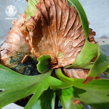 【タイ直輸入・現地選抜】Platycerium Ravana｜ビカクシダ  'ラヴェナ '｜ビカクシダハイブリッド｜Platycerium｜ビカクシダ