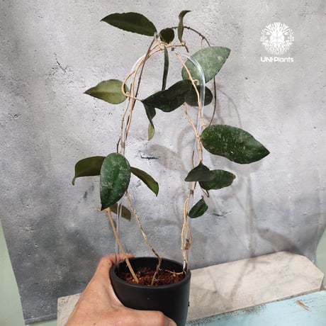 【タイ直輸入・ホヤ植物】Hoya Caudata｜ホヤ カウダータ｜Hoya plants｜ホヤ植物｜ホヤの花｜つる性植物
