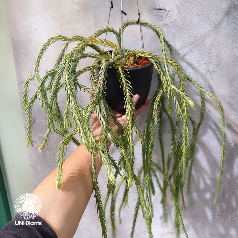タイ直輸入・現地選抜】Huperzia carinata 'Blue'｜フペルジア カリナー