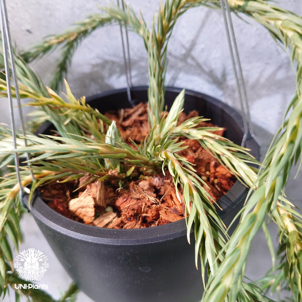 タイ直輸入・現地選抜】Huperzia carinata 'Blue'｜フペルジア カリナー