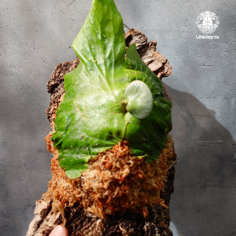 国内繁殖株・一点物】Platycerium Neptune｜ビカクシダ ネプチューン