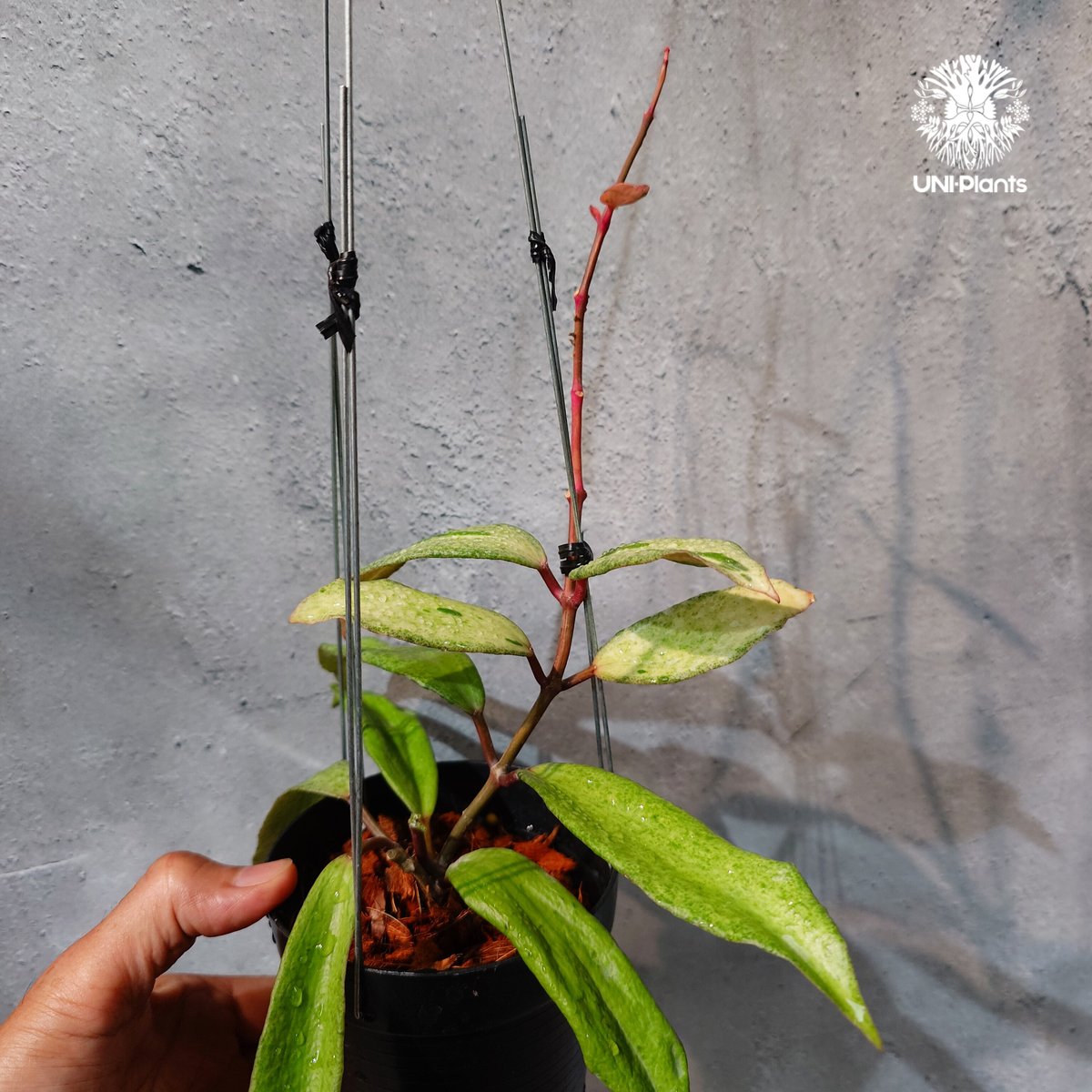 タイ直輸入・希少】Hoya 'Crocodile' ｜ホヤ クロコダイル｜希少種