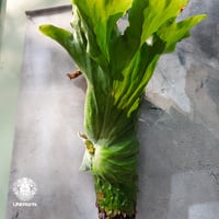 【タイ直輸入・現地選抜】Platycerium grande ｜ビカクシダ グランデ｜ビカクシダ原種｜Platycerium｜