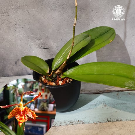 CATEGORY 着生ラン (Orchid) | UNI-Plants ビカクシダ、ホヤ植物、