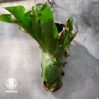 【タイ直輸入・現地選抜】Platycerium wandae ｜ビカクシダ ワンダエ｜ビカクシダ原種｜Platycerium｜