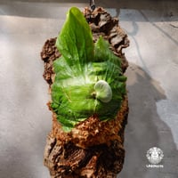 【国内繁殖株・一点物】Platycerium Neptune｜ビカクシダ ネプチューン | ビカクシダ | Platycerium | ビカクシダハイブリッド