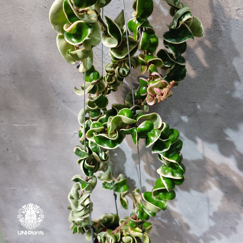タイ直輸入・ホヤ植物 希少】Hoya Compacta Albomarginata long