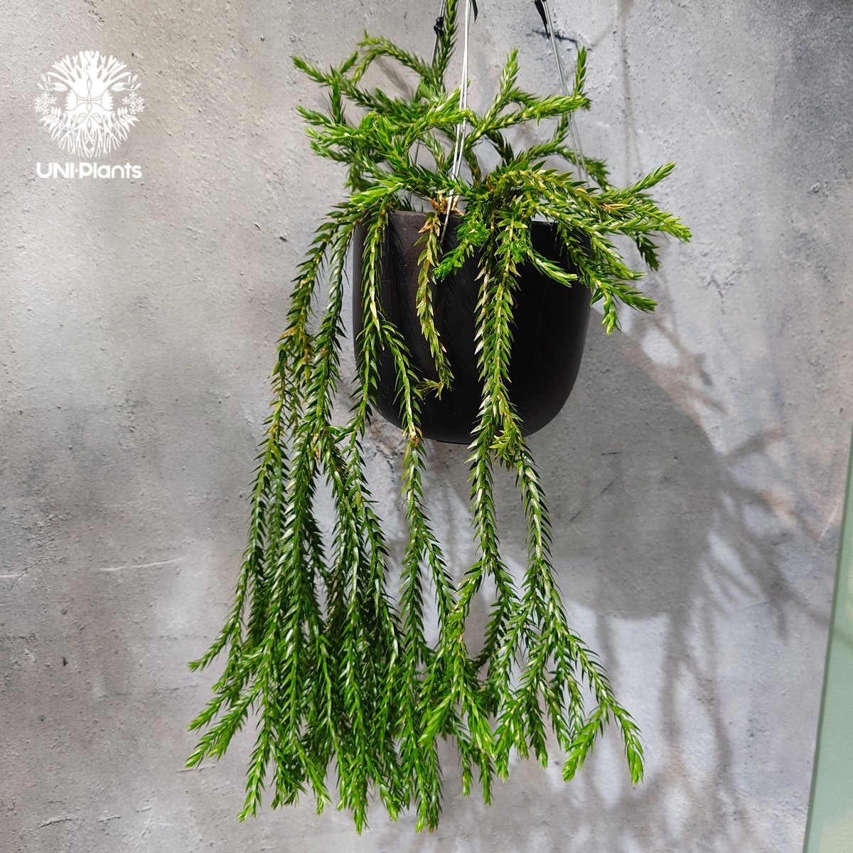 フペルジア　カリナータ　huperzia carinata タイ直輸入・現地選抜】Huperzia carinata dwarf｜フペルジア
