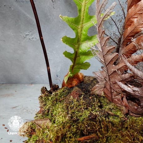 【タイ直輸入・現地選抜】Drynaria rigidula var ' Whitei '｜ドリナリア リギデュラ 'ホワイティ'｜ドリナリア｜Drynaria｜着生シダ植物