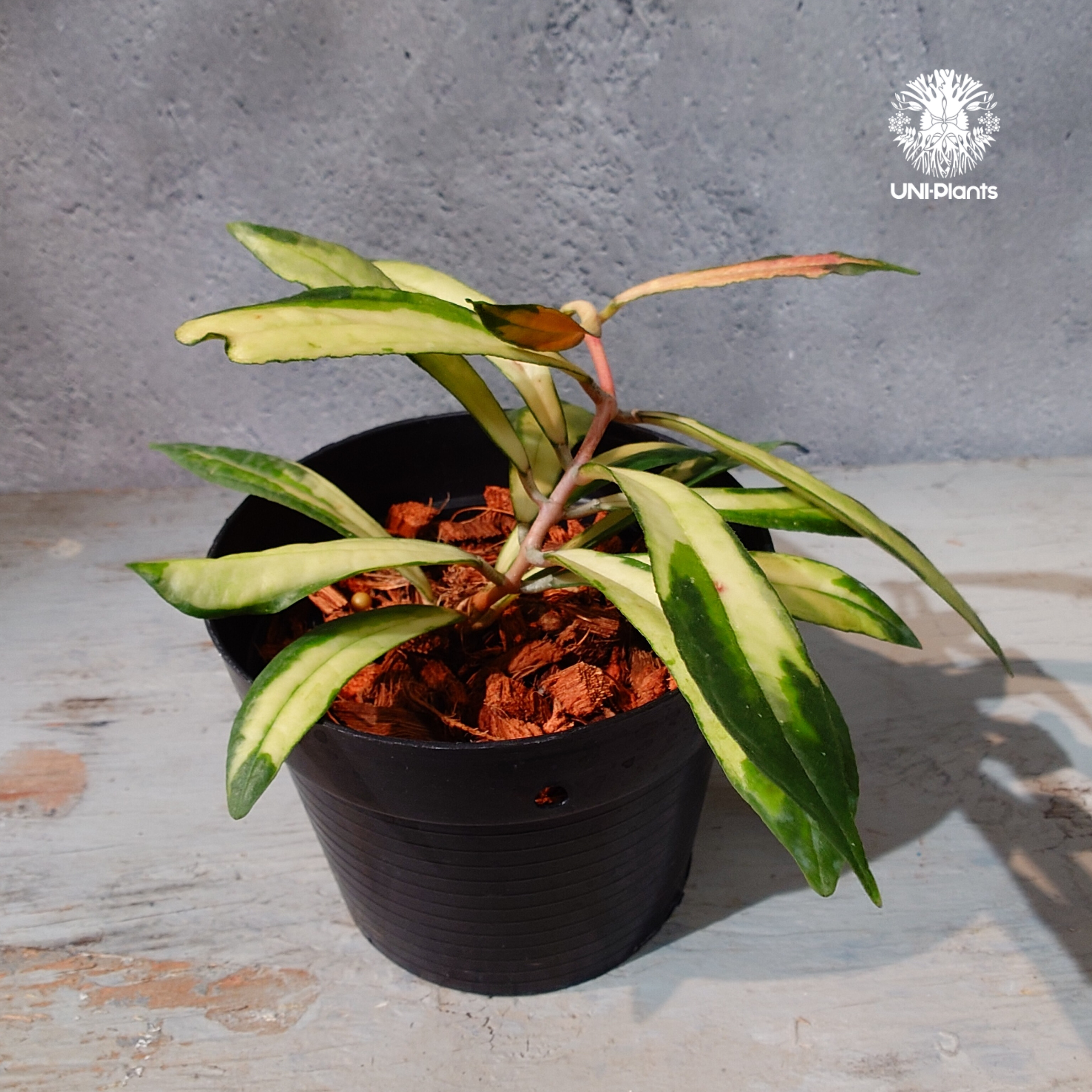タイ直輸入・ホヤ植物 希少】Hoya Rigidifolia variegated｜ホヤ リ